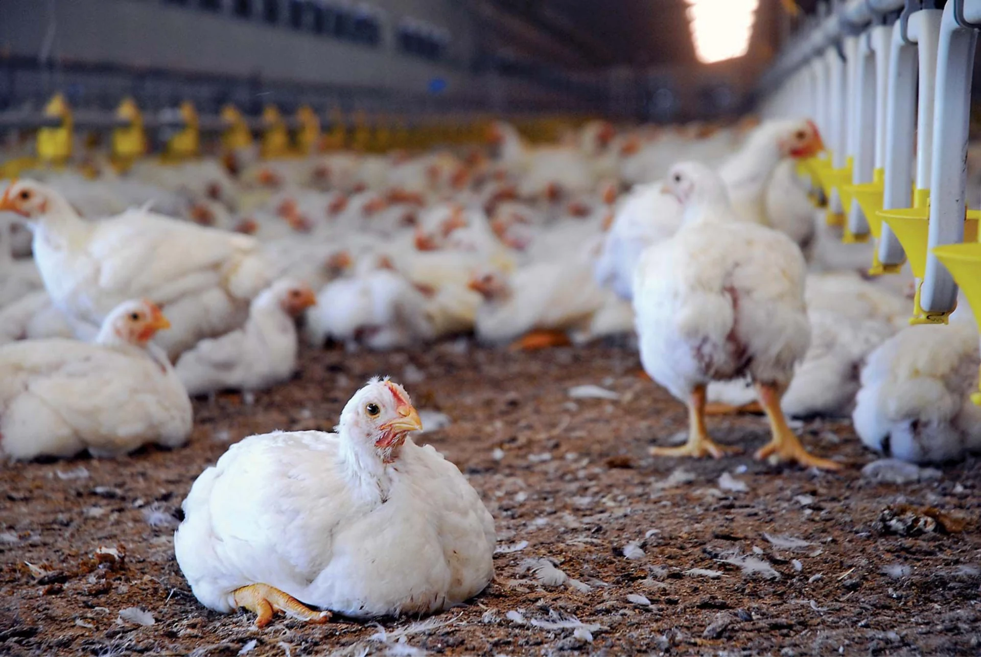 Poultry-house overview