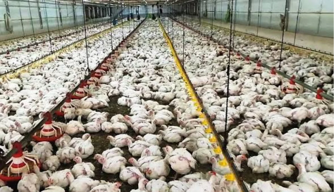 BROILER POULTRY HOUSE